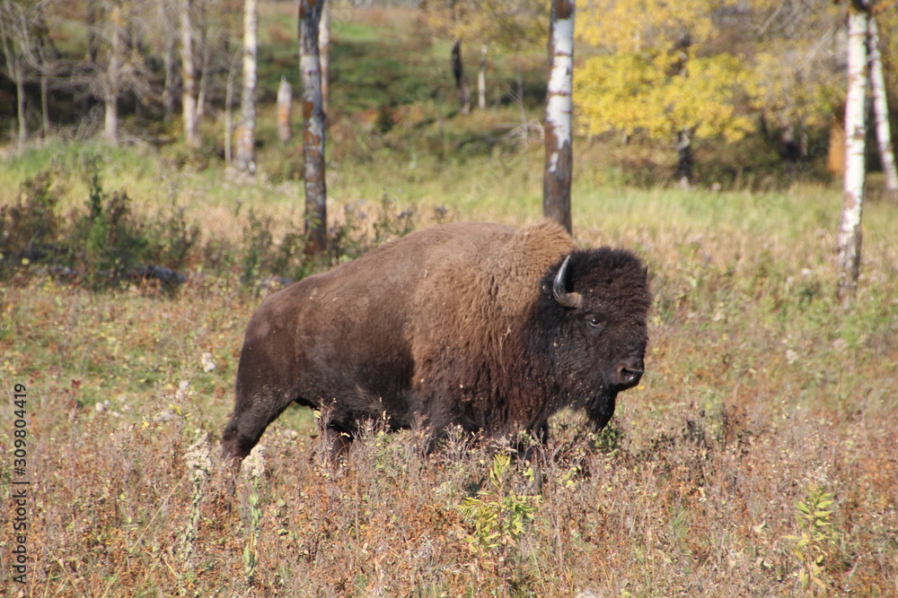 Bison Walking In The Wild, Elk Island National Park, Alberta Bison Walking In The Wild, Elk Island National Park, Alberta