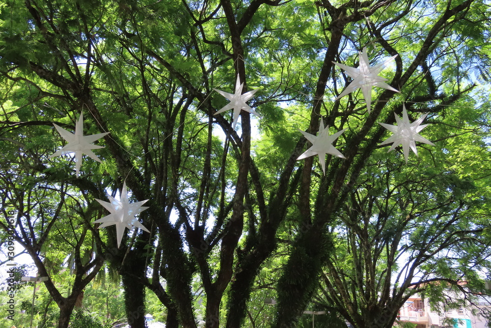 Fototapeta premium tree in the forest