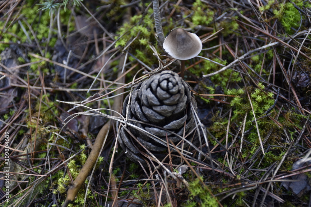 pine cone and mushroom in the forest pine cone and mushroom in the forest