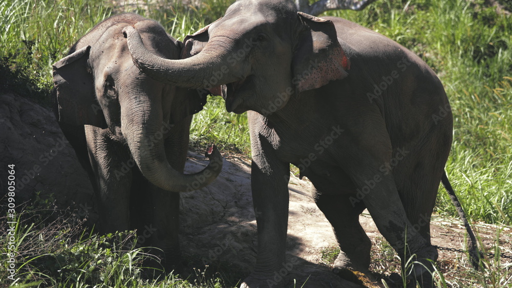 Fototapeta premium Huge Elephant Couple in Jungle Sanctuary Thailand. Thick Skin Animal Family Flap Ears. Chiang Mai Province National Conservation. Mammal Communication