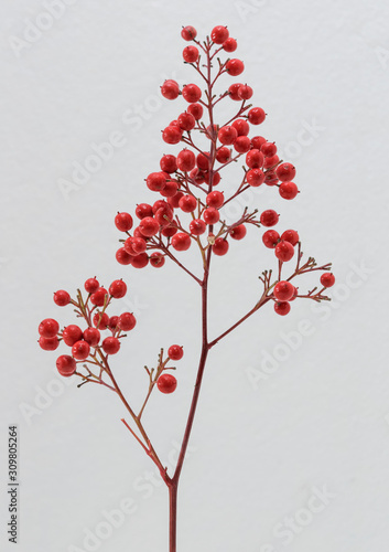 Konstfotografi bacche rosse di nandina domestica su fondo chiaro