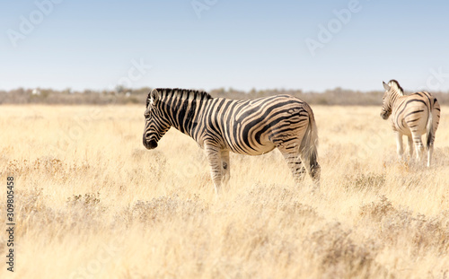 Two zebras in the grass