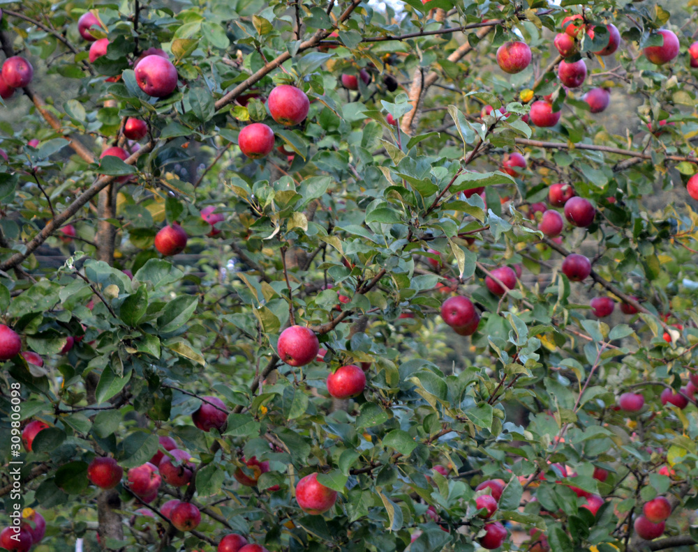 Organic gardening. Ripe red apples and green leaves on the apple tree. Autumn beautiful garden.