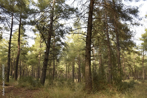 forest in autumn