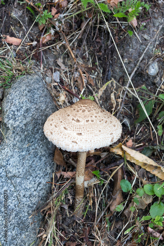 Picture of mushroom taken in Valtellina