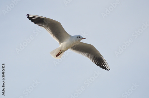 seagull in flight © Эльвира Ханжина