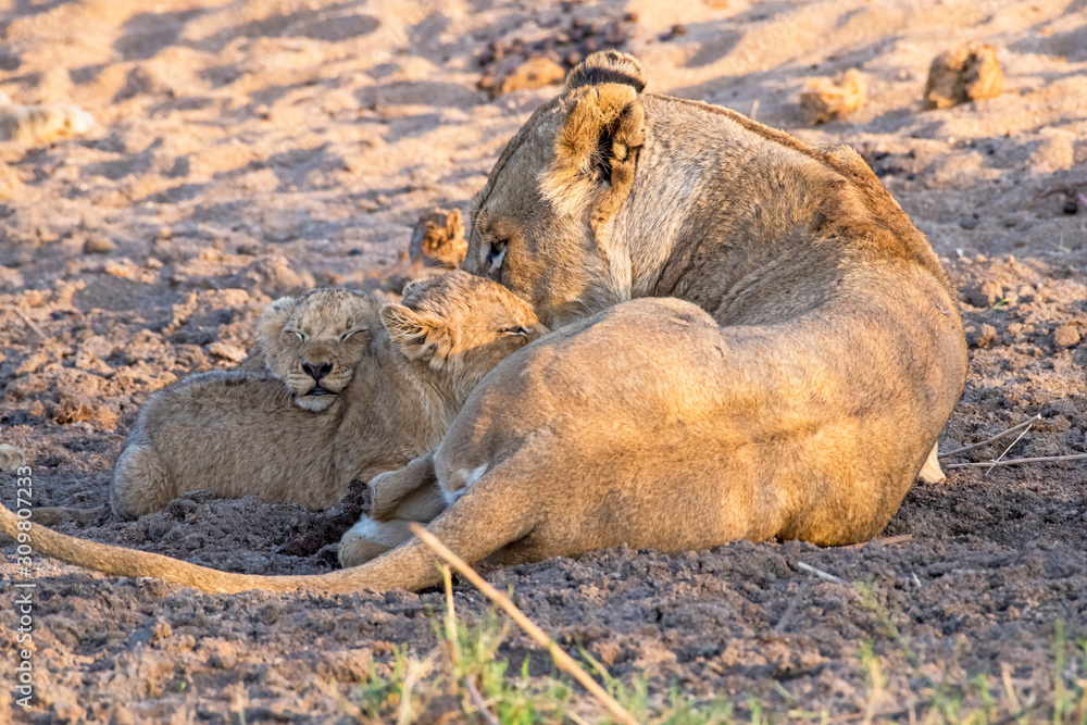 Obraz premium Lioness Nursing and Caring for her Cubs near Sunset in Mala Mala, South Africa