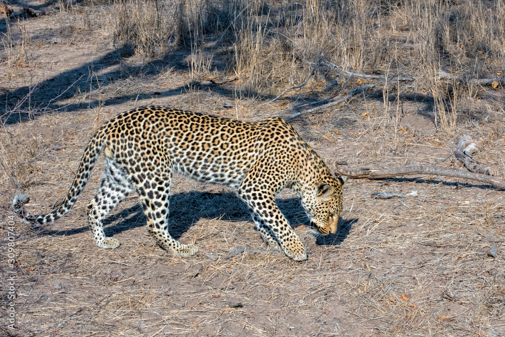 Male Leopard Tracking Prey in Mala Mala, South Africa Male Leopard Tracking Prey in Mala Mala, South Africa