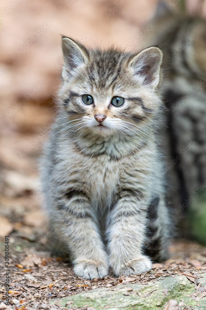 Junge Wildkatze beobachtet neugierig mit grossen Augen Junge Wildkatze beobachtet neugierig mit grossen Augen