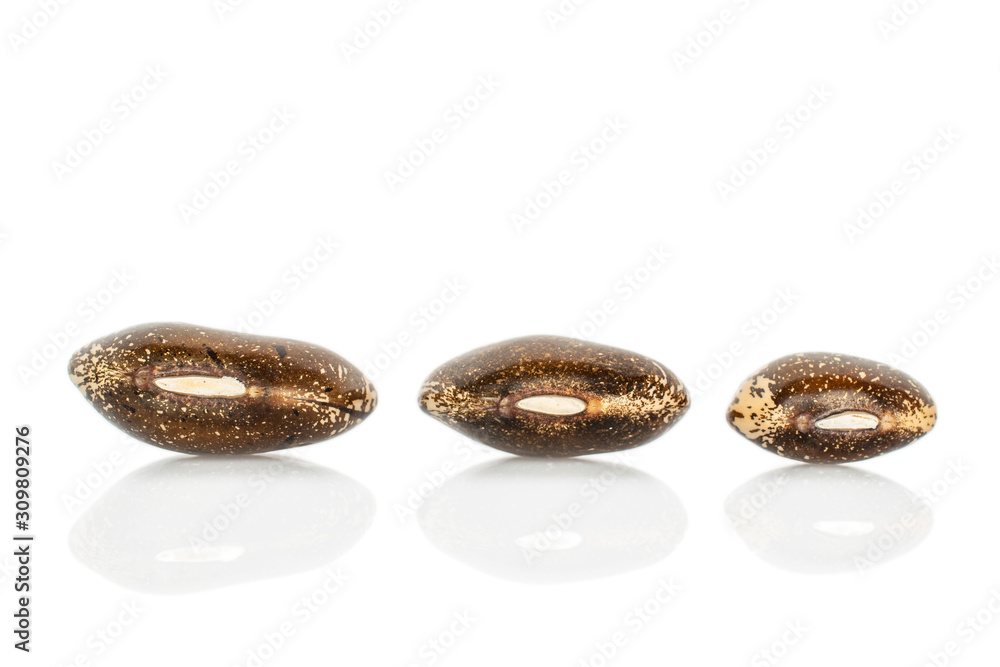 Group of three whole speckled brown bean pinto isolated on white background Group of three whole speckled brown bean pinto isolated on white background