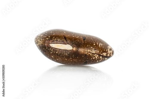 One whole speckled brown bean pinto isolated on white background