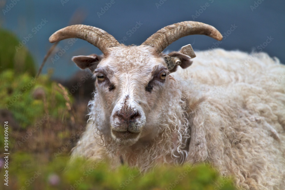 goat portrait on meadow, Iceland 