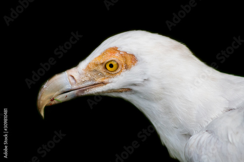 palm vulture resting in its innkeeper