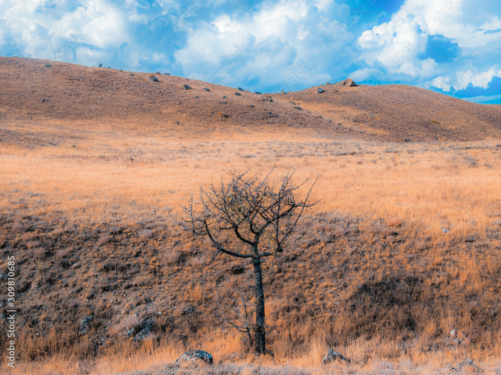 Lonely tree in the steppe mountains