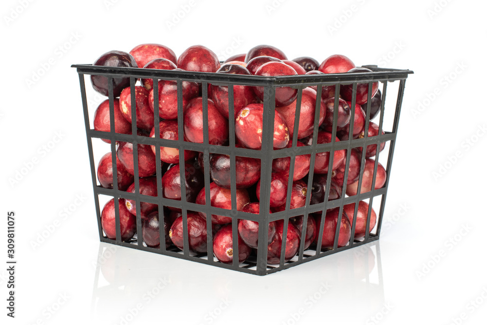 Lot of whole fresh red cranberry in black plastic basket isolated on white background