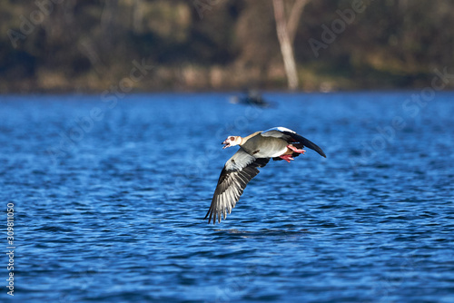 Egyptian goose in flight above Adolfosee Lake in Germany (Alopochen aegyptiaca)  © Adrian 