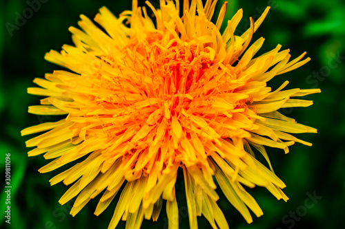 macro shot of a yellow dandelion flower