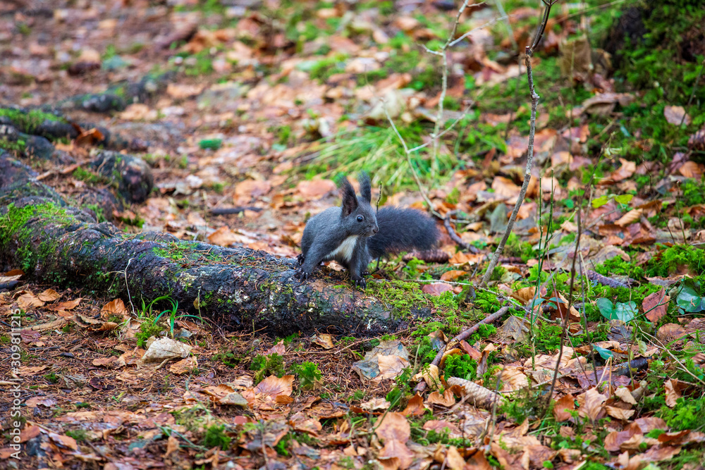 Obraz premium Eichhörnchen - niedlich - neugierig - Wald