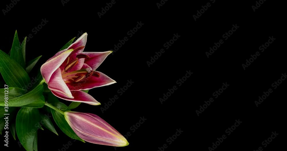 Beautiful Pink Lily flower bud blooming timelapse Beautiful Pink Lily flower bud blooming timelapse