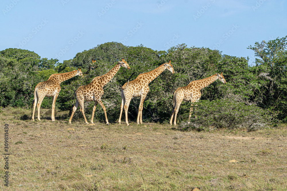 Obraz premium vier Giraffen camelopardalis fressend am Baum bei blauem Himmel