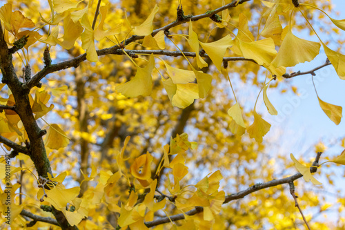 Ginko im Herbst