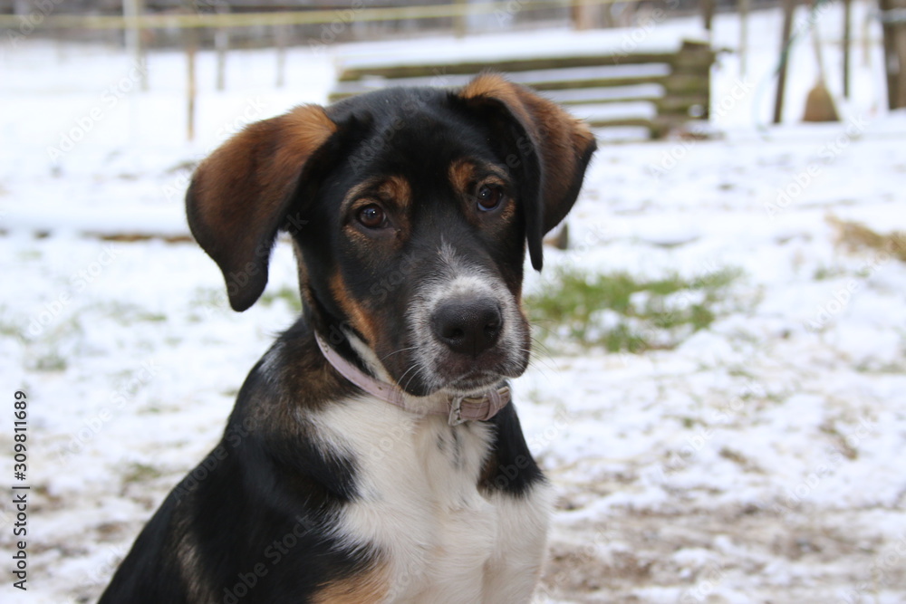 dog in winter dog in winter
