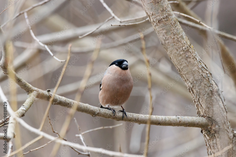 Eurasian bullfinch pyrrhula pyrrhula female sitting on branch of tree in the early spring. Cute common brown wintering songbird. Bird in wildlife. Eurasian bullfinch pyrrhula pyrrhula female sitting on branch of tree in the early spring. Cute common brown wintering songbird. Bird in wildlife.