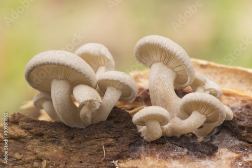 Ossicaulis lachnopus is a reddish-white mushroom that grows on decaying tree trunks such as poplars in autumn when the humidity and temperature are mild