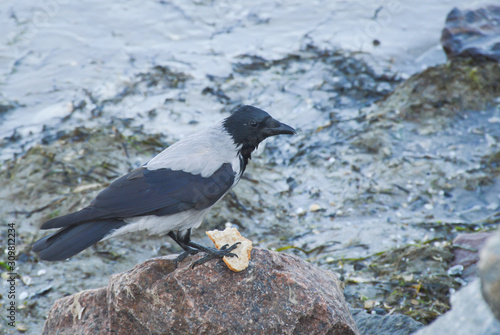 Crow on a stone with a piece of bread
