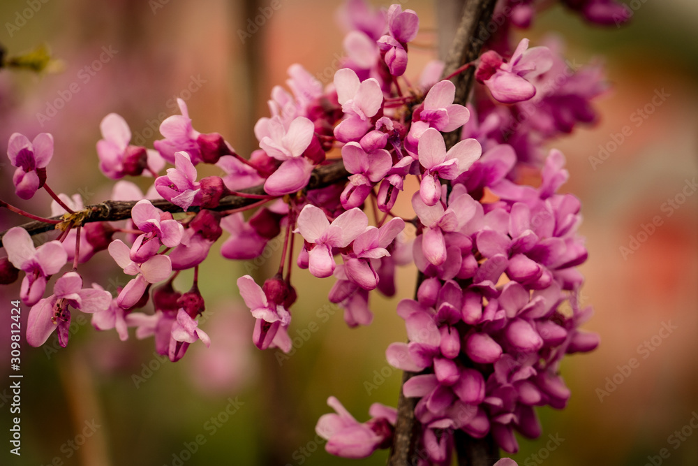 branch of the Judas tree in bloom branch of the Judas tree in bloom