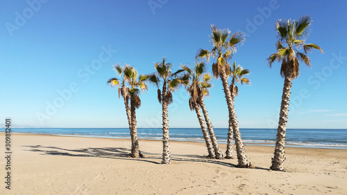 Fototapeta Naklejka Na Ścianę i Meble -  Palm trees on the beach of Canet de Berenguer, Valencia, Spain
