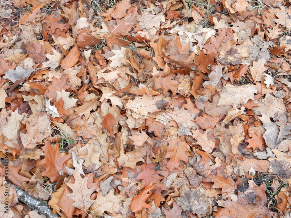 dried brown leaves of northern canadian oak on autumn grass dried brown leaves of northern canadian oak on autumn grass