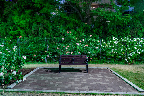 ピンクと白のバラと、ベンチのある夜の公園風景