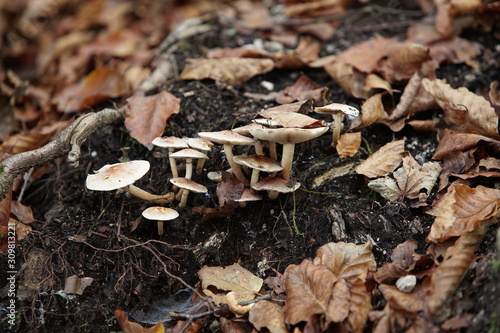 Si definiscono saprofiti tutti quei funghi che degradano sostanze non viventi di origine animale o vegetale in composti meno complessi.