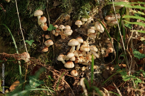 A seconda delle loro esigenze nutritive i funghi si dividono in saprofiti, parassiti e simbionti o mutualistici.