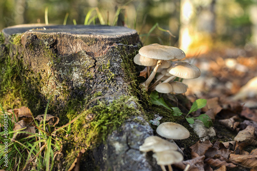 Tutti i funghi sono eterotrofi, cioè ricavano le sostanze nutritive dall'ambiente esterno