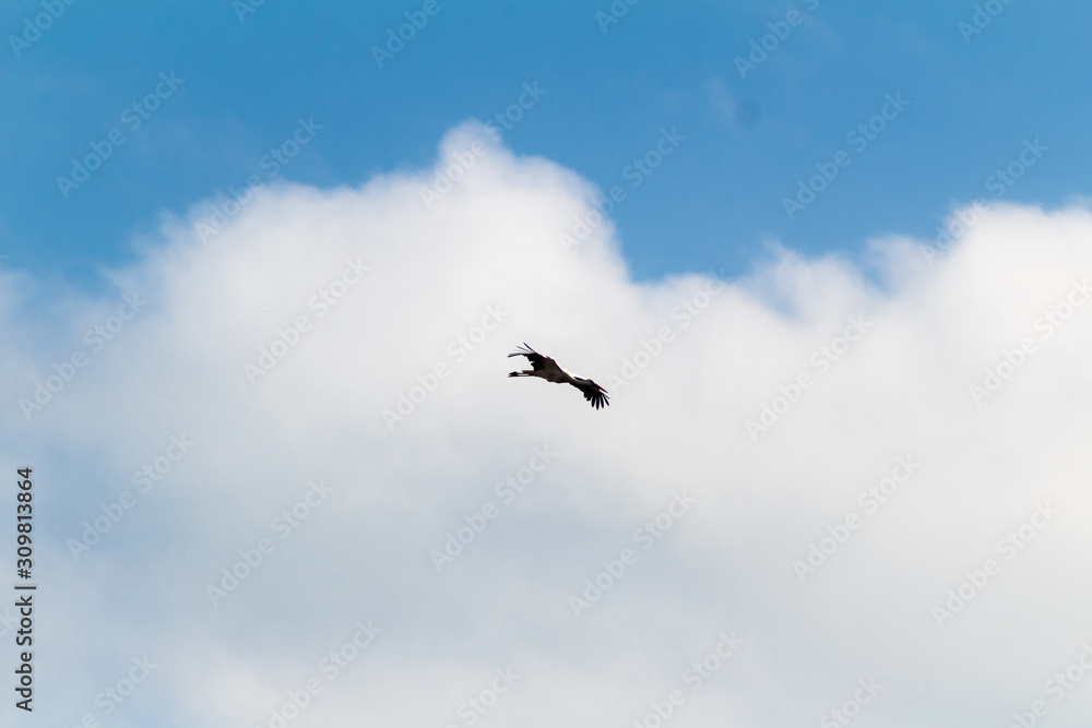 stork in the wetland of Salburua, Vitoria, Basque Country