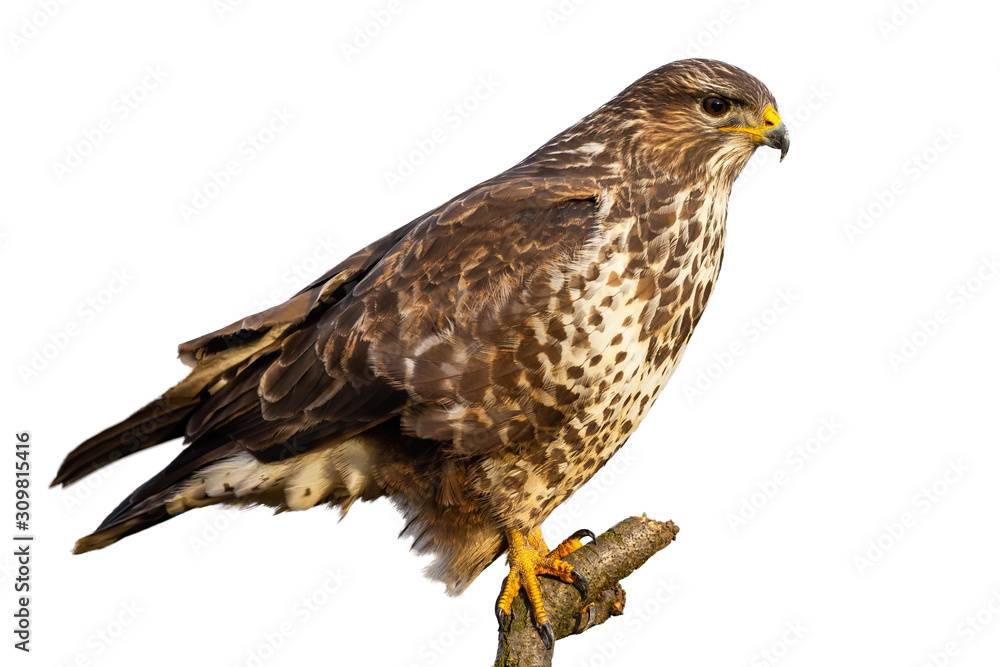 Common buzzard, buteo buteo, sitting perched isolated on white background. Bird of prey with feathers looking intensely. Animal wildlife cut out on blank. Common buzzard, buteo buteo, sitting perched isolated on white background. Bird of prey with feathers looking intensely. Animal wildlife cut out on blank.