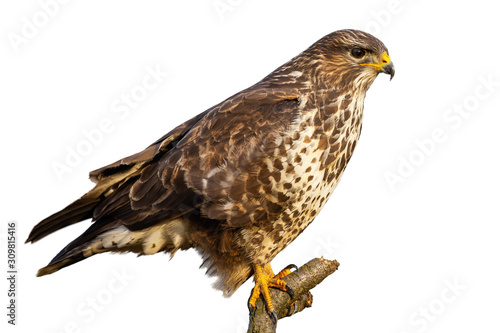 Common buzzard, buteo buteo, sitting perched isolated on white background. Bird of prey with feathers looking intensely. Animal wildlife cut out on blank.