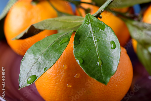 Mandarins with green leaves on the ceramic plate against the blue wooden background