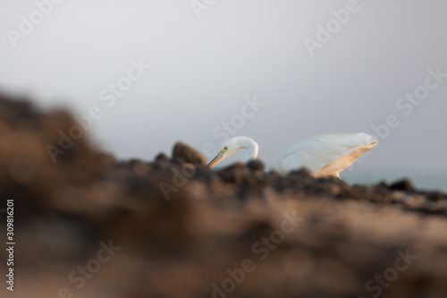 Heron in Egypt Marsa Alam.