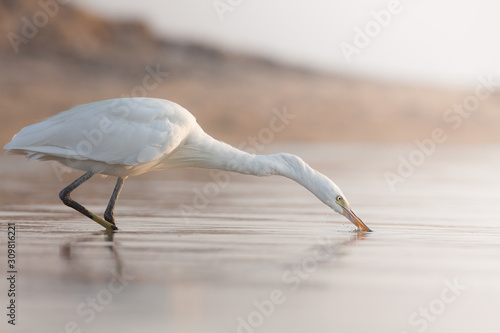 Heron in Egypt Marsa Alam.