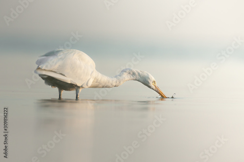 Heron in Egypt Marsa Alam.