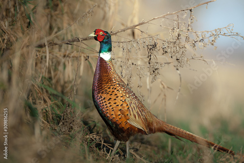 Pheasant in Czech republic.