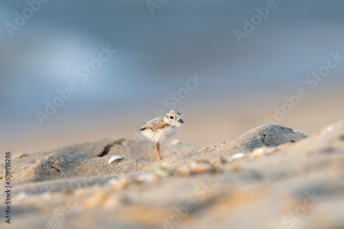 Obraz na plátne A lone hatchling Piping Plover on the beach.