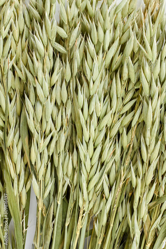 Green oat ears background. Close up of unripe oat ears, top view.