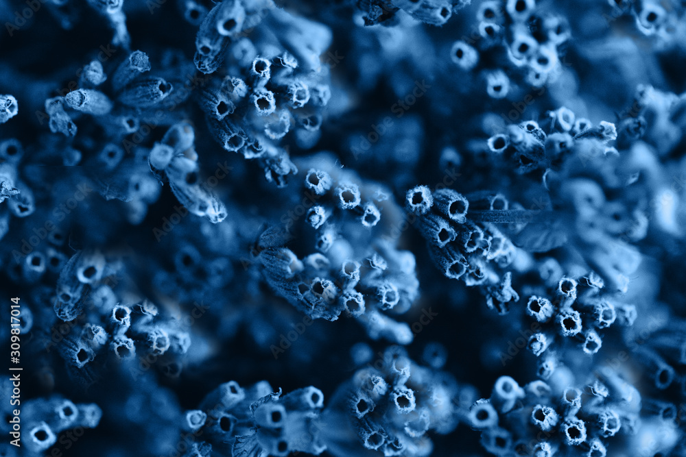 Blue tinted plants dry lavender flowers macro Blue tinted plants dry lavender flowers macro