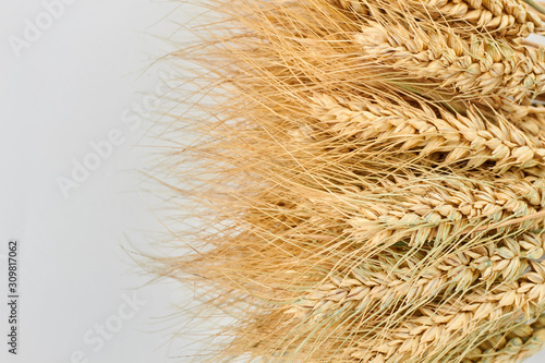 Sheaf of wheat on grey background. Wheat ears on light background. Space for text.