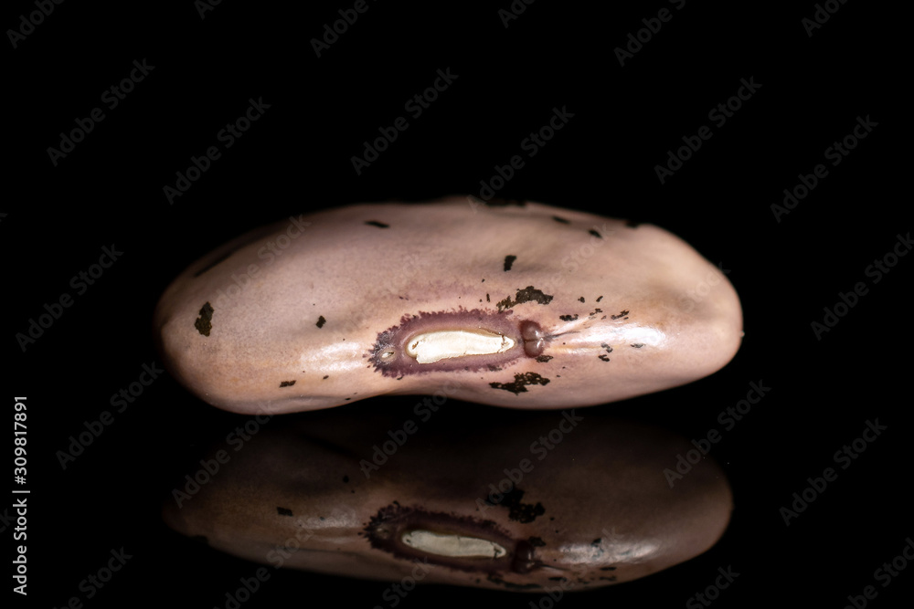One whole fresh speckled bean pinto isolated on black glass One whole fresh speckled bean pinto isolated on black glass