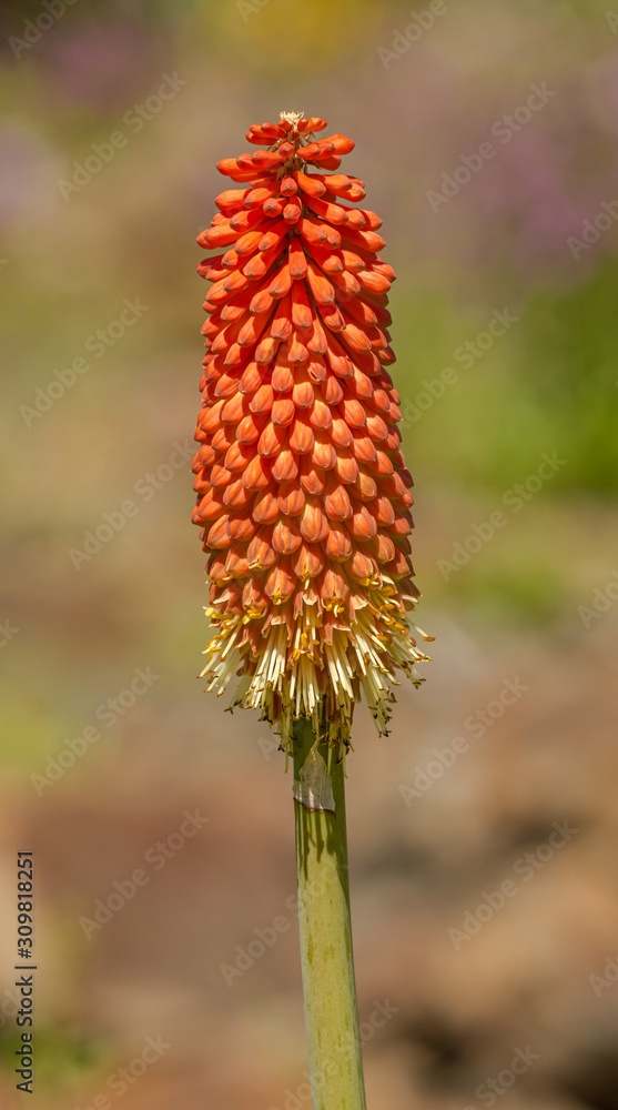 Red Hot Poker, Torch Lily or Tritoma (kniphofia uvaria) flower Red Hot Poker, Torch Lily or Tritoma (kniphofia uvaria) flower